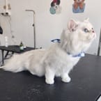 Long-Haired Kitten Bathing (2-5 kg.)