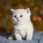 Kitten Bathing (0-1 kg.)