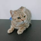 Short-Haired Cat Bathing (2-5 kg.)
