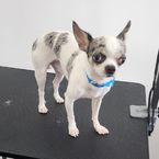 Puppy Bathing (0-1 kg.)