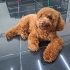 Dog Bathing (21-40 kg.)