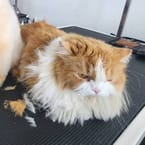 Long-Haired Cat Bathing (6 kg.)