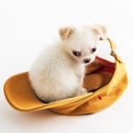 Puppy Bathing (0-1 kg.)