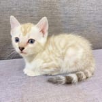 Kitten Bathing (0-1 kg.)